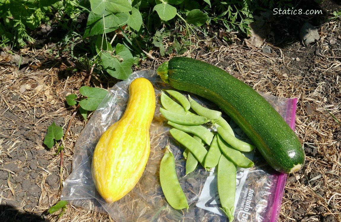 Harvest, picked summer squashes and snap pea pods lying on a ziplock bag on the ground