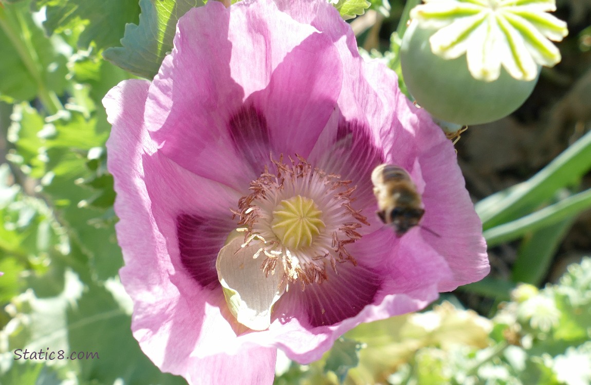 Honey Bee flying over a pink opium poppy