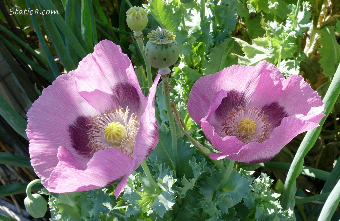 Pink Opium Poppy blooms