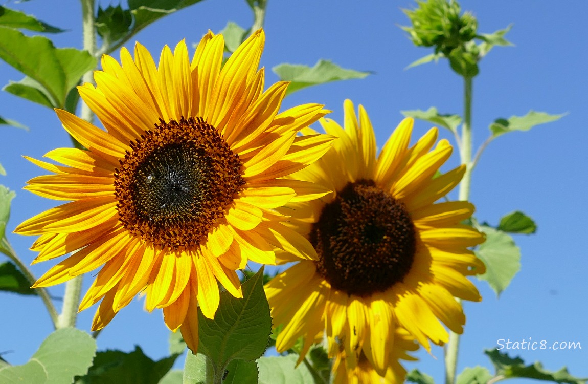 Two sunflower blooms with blue sky behind