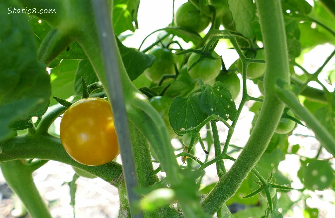 Green cherry tomatoes on the vine, with one orange one