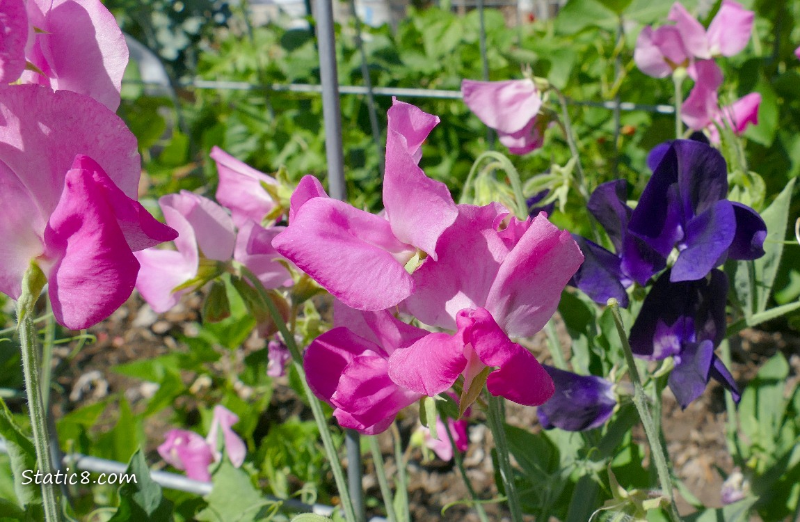 Sweet Pea blooms