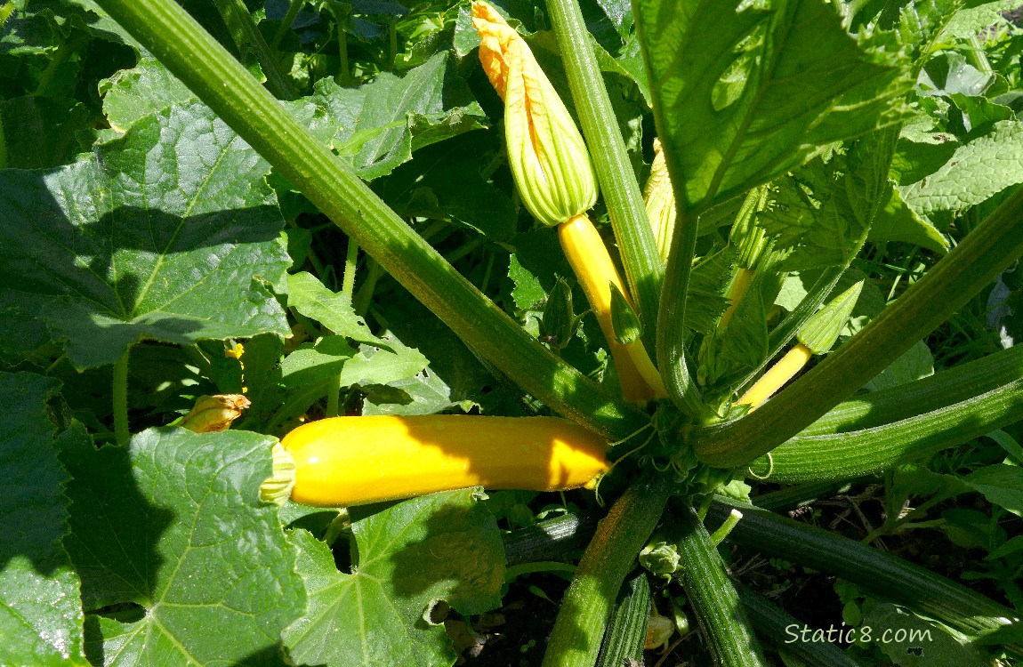 Yellow zucchini fruits on the vine