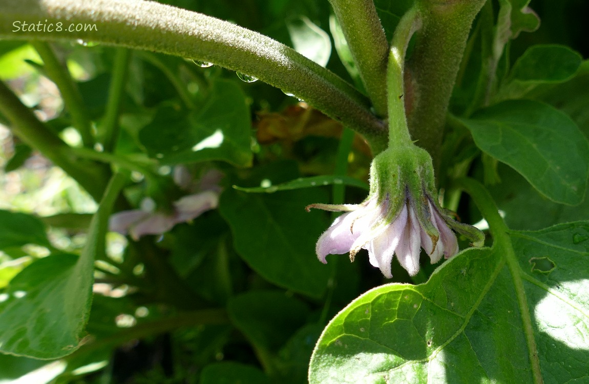 Eggplant blooms