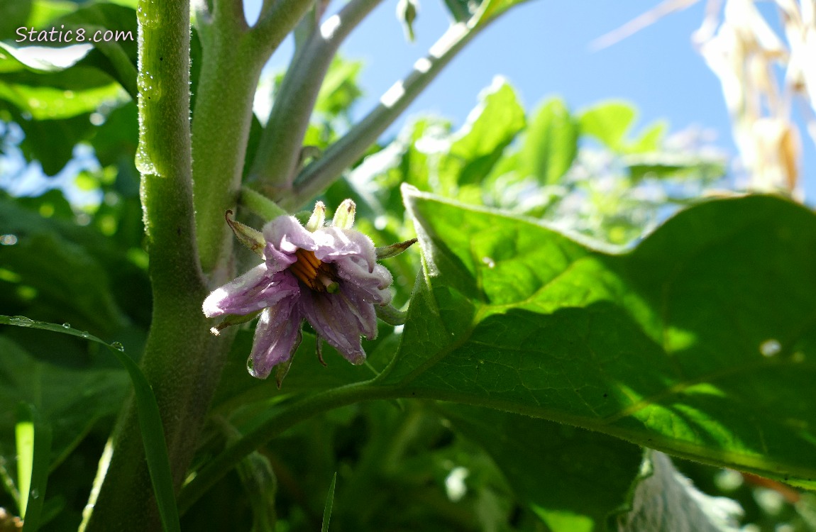 Eggplant bloom