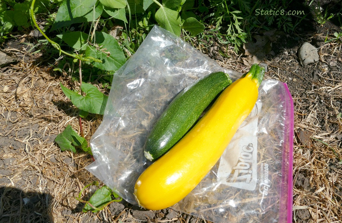 Picked Green and Yellow Zucchini, lying on a ziplock bag on the ground