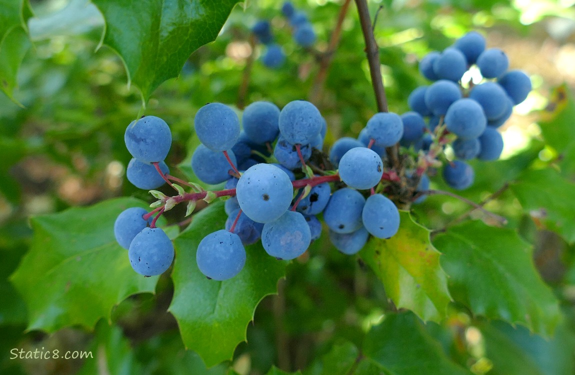 Oregon Grape fruits on the plant