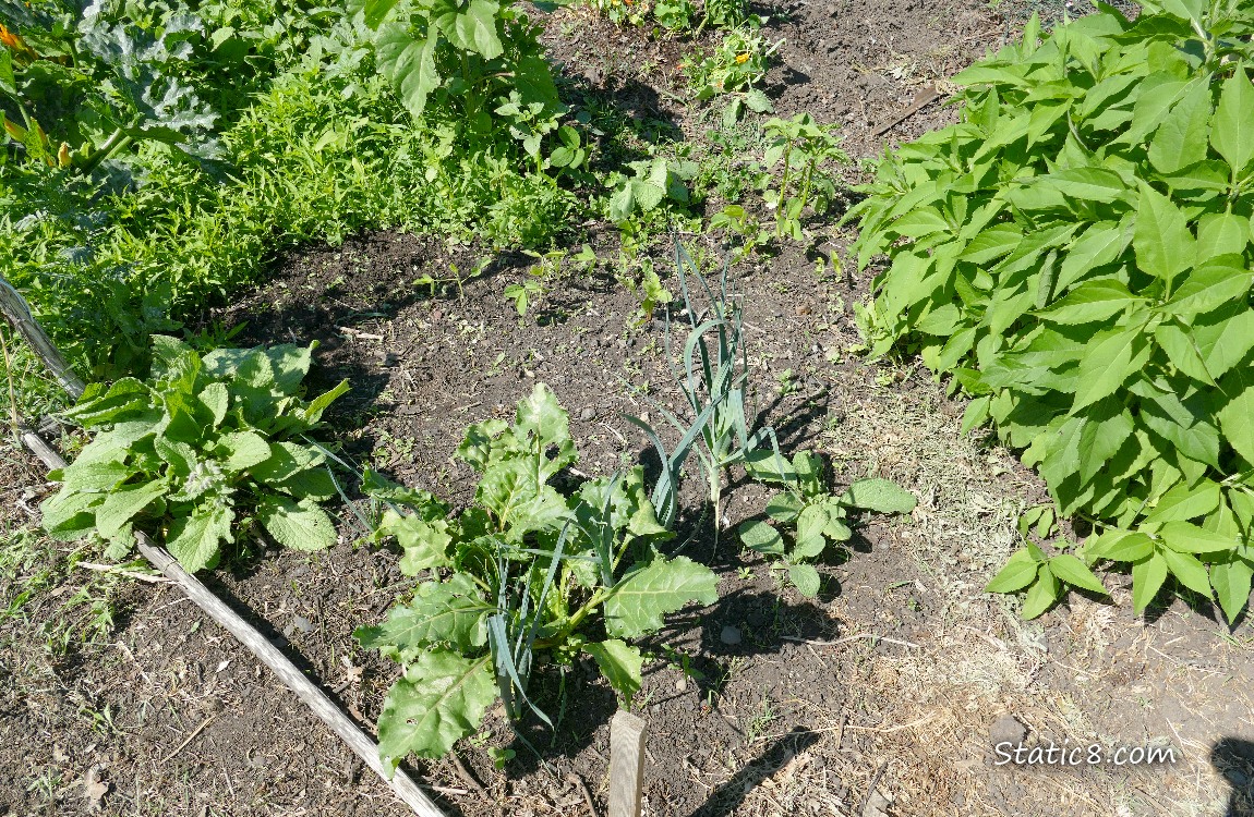 Garden plot