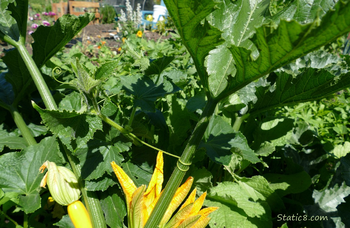 Zucchini and Cucumber plants