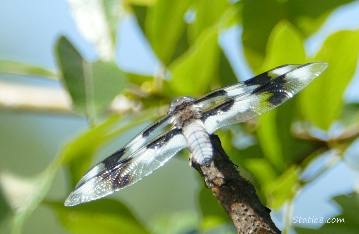 Dragonfly standing on a branch