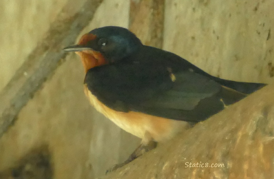 Barn Swallow standing on a pipe, under a bridge