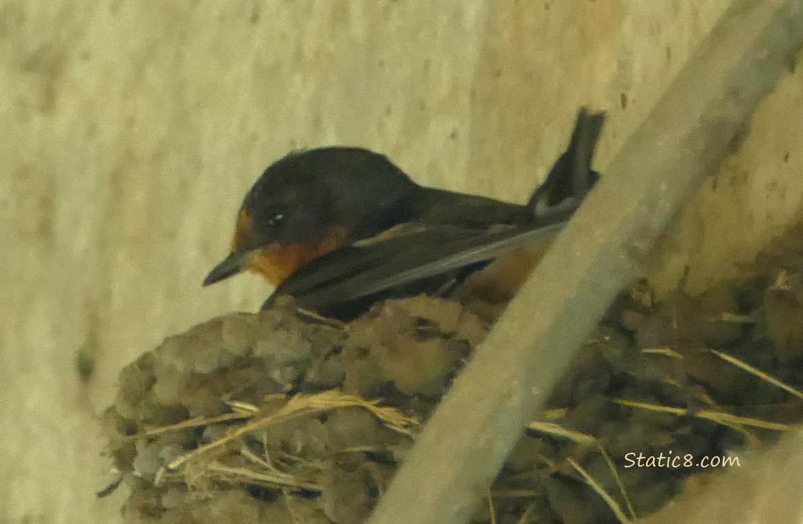 Barn Swallow parent sitting in a nest