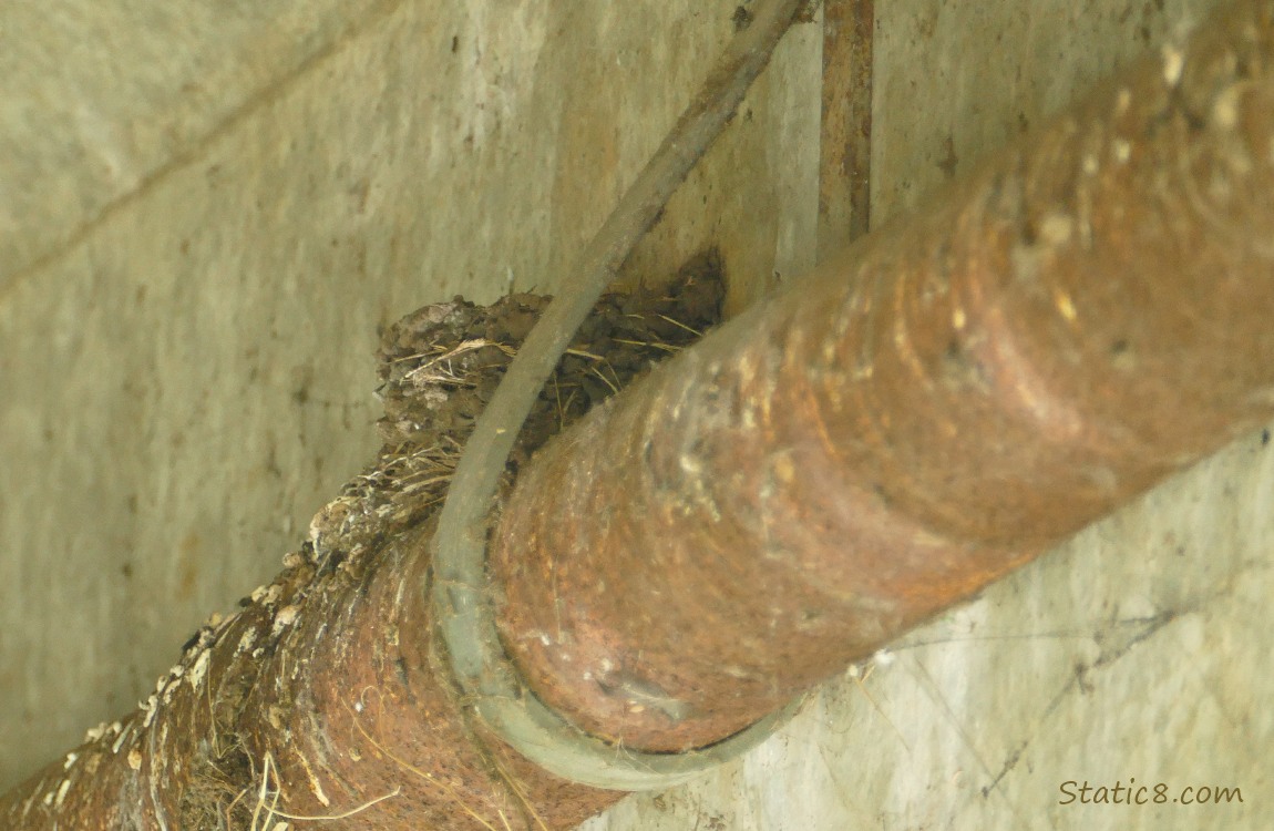 Empty nest on a pipe under a bridge