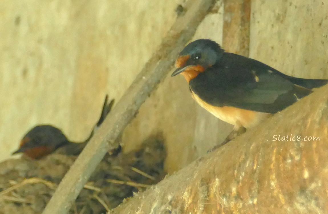 barn swallows