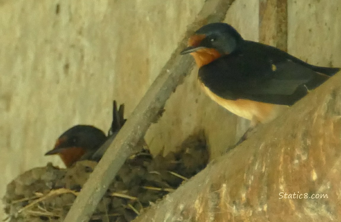 Barn Swallows