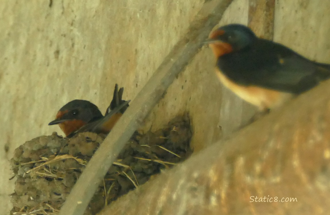 Barn Swallows