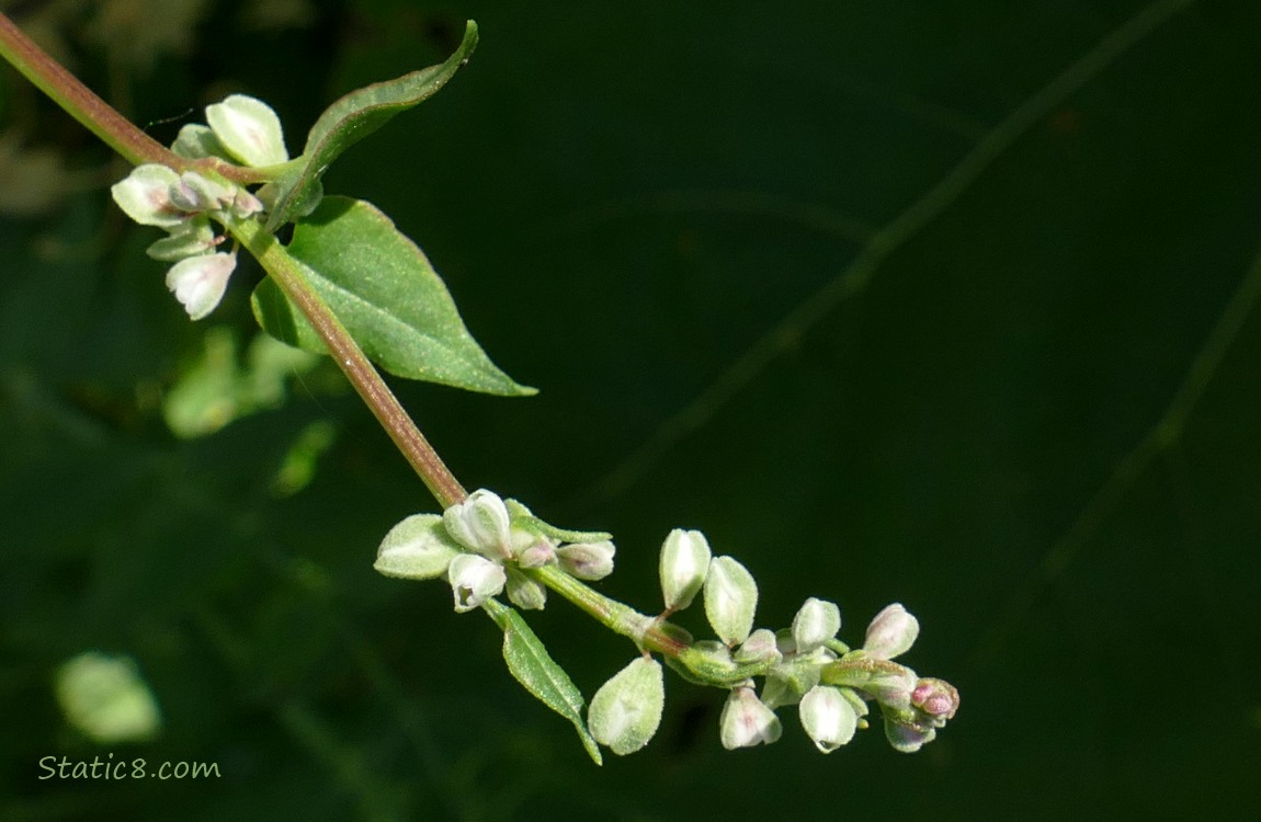 Black Bindweed