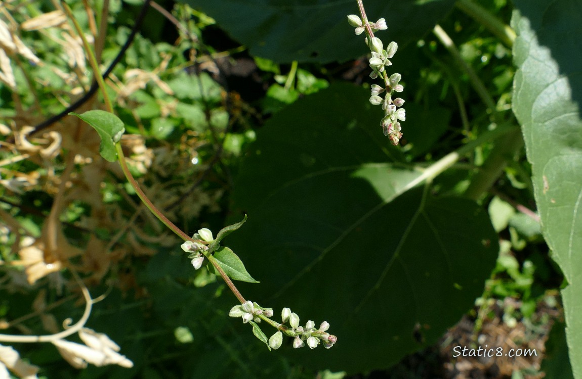 Black Bindweed