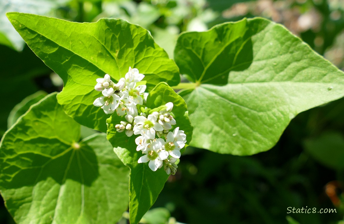 Buckwheat blooms