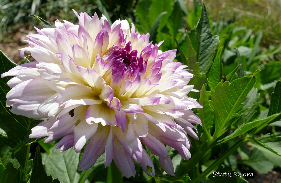 Dahlia