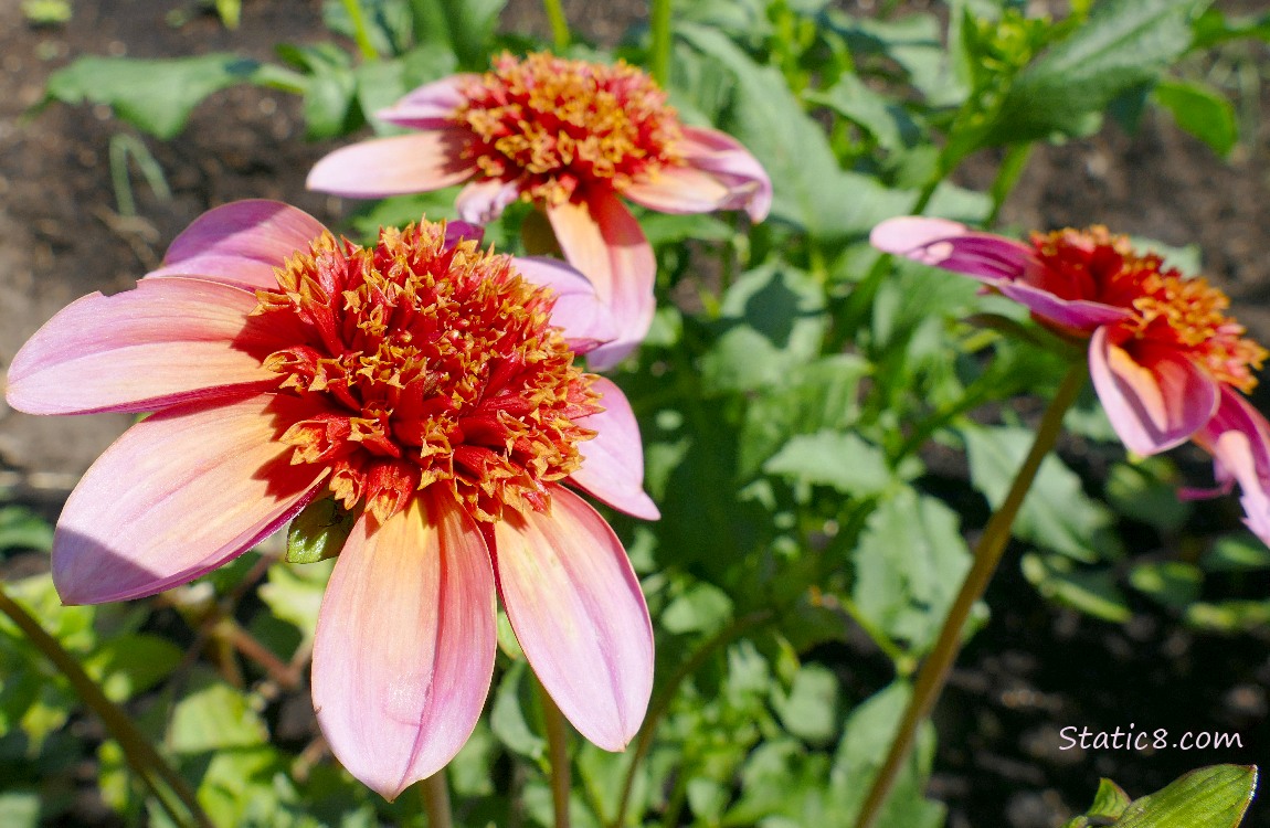 Dahlias