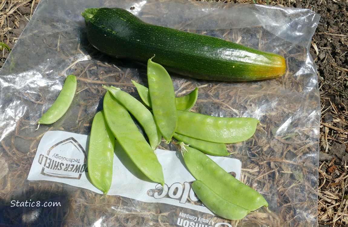 Pulled Zuc and Snap Peas, lying on a ziplock bag on the ground