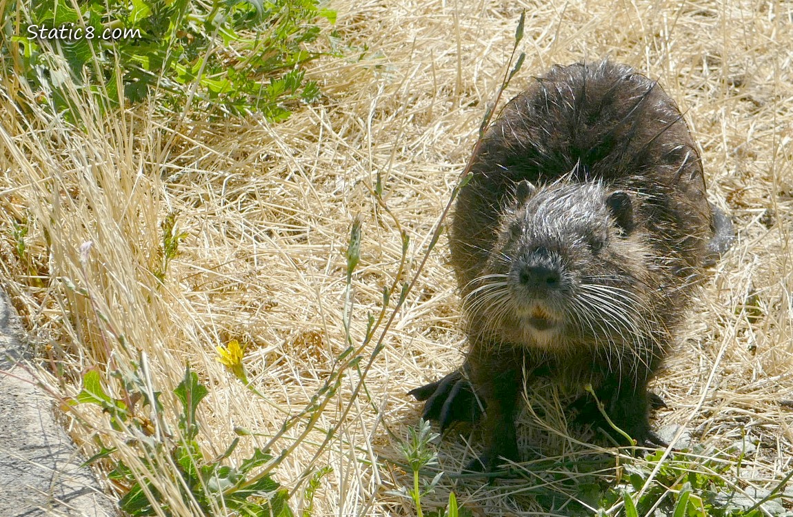 Nutria standing in the grass next to the path