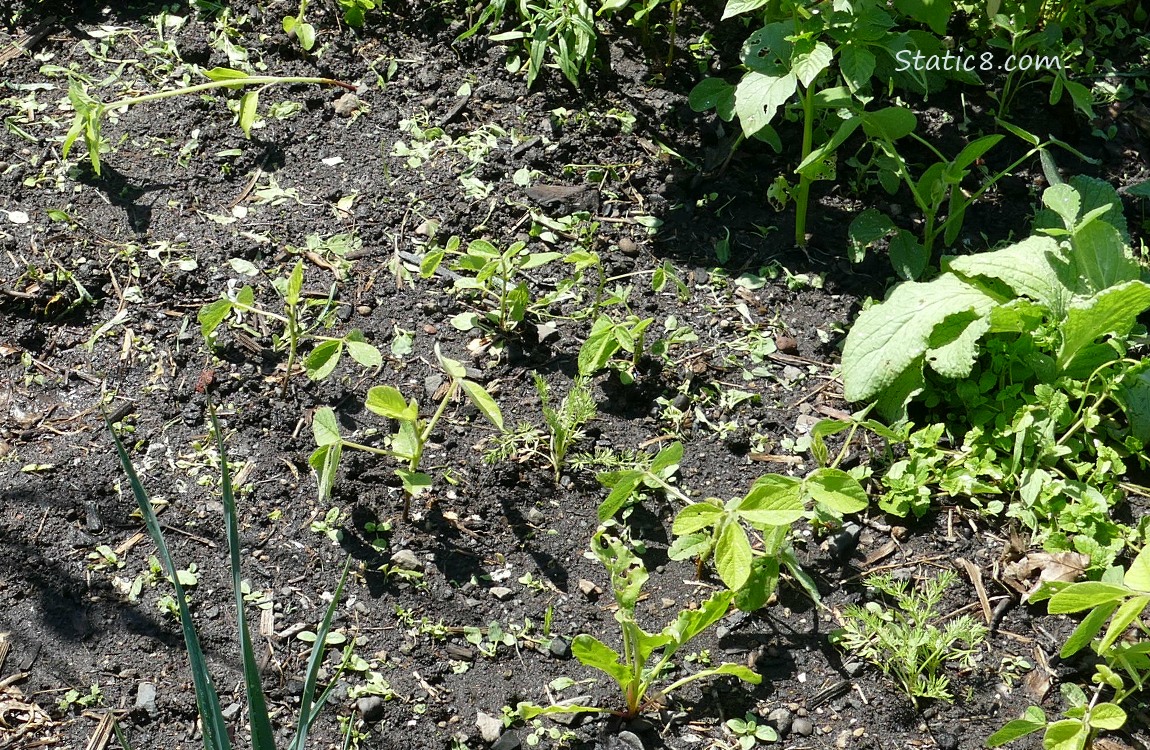 Soybean plants growing