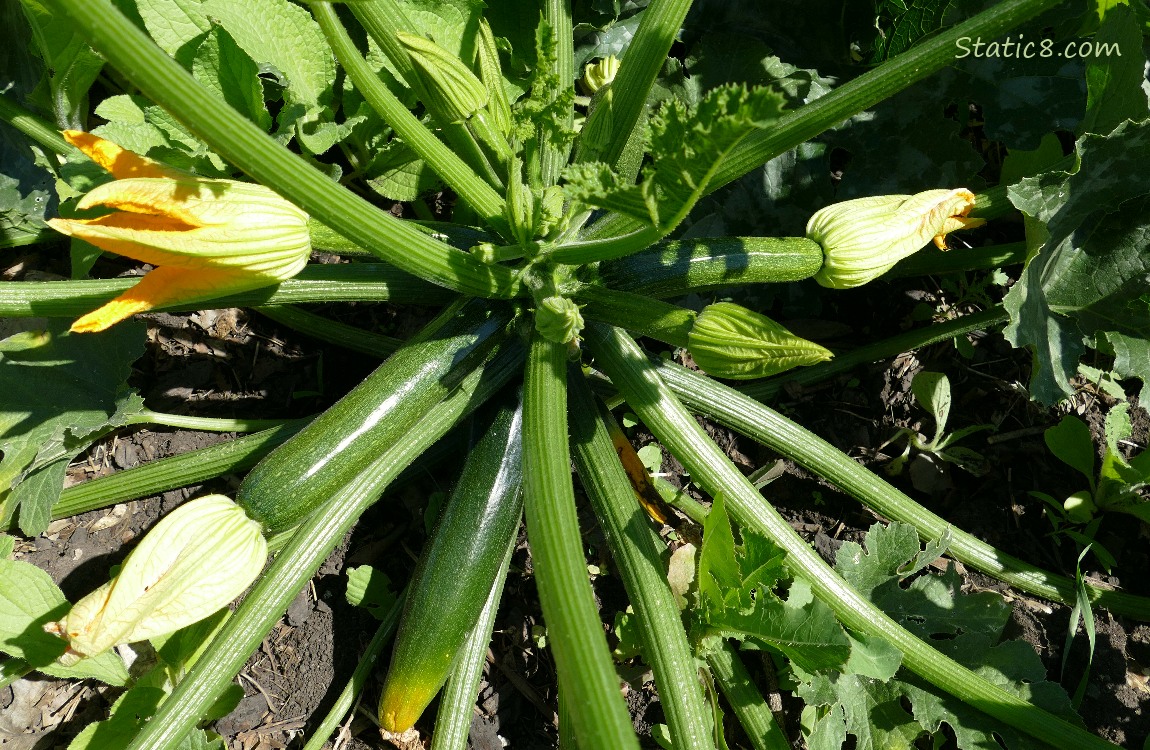 Zucchini fruits growing on the vine