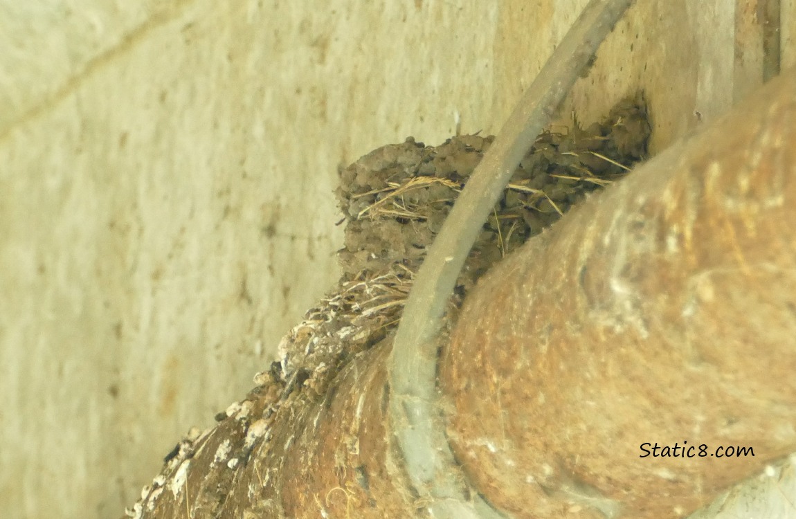 Empty Barn Swallow nest on a pipe, under a bridge