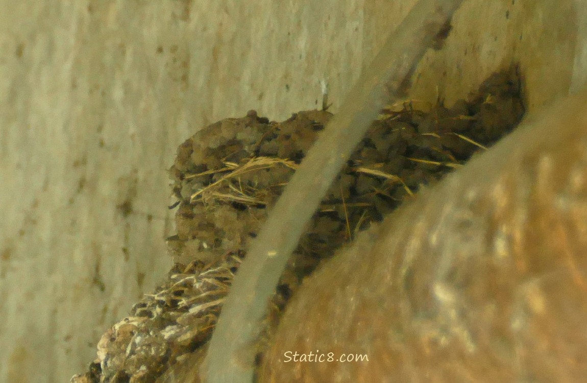 Empty Barn Swallow nest on a pipe under a bridge