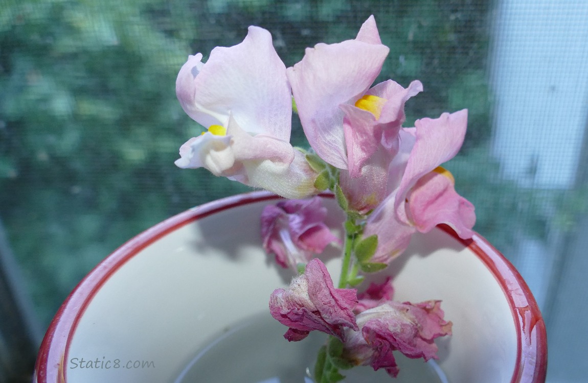 Snap Dragon blooms in a cup of water