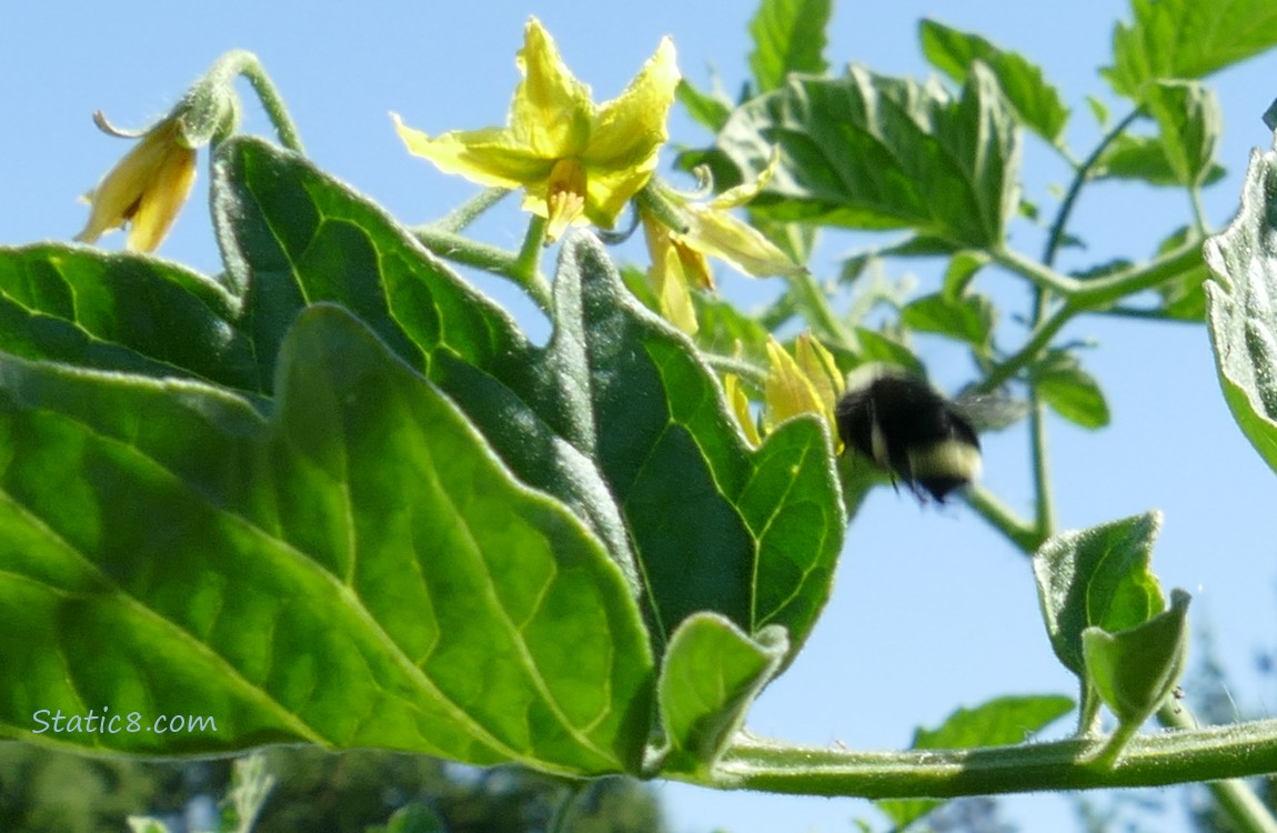 Blurry bumblebee flying amoung tomato blossoms