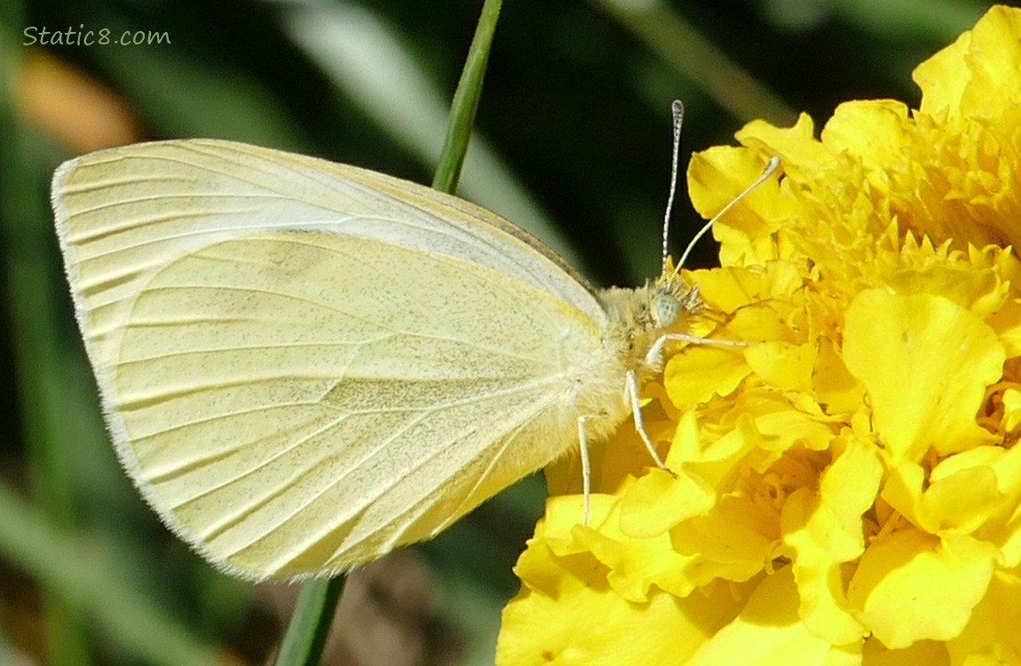 Butterfly on a Marigold bloom