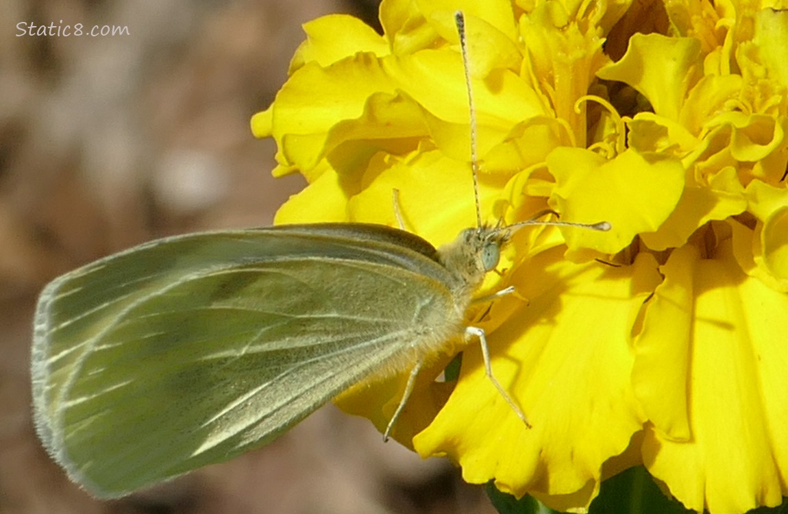 Butterfly on a Marigold bloom