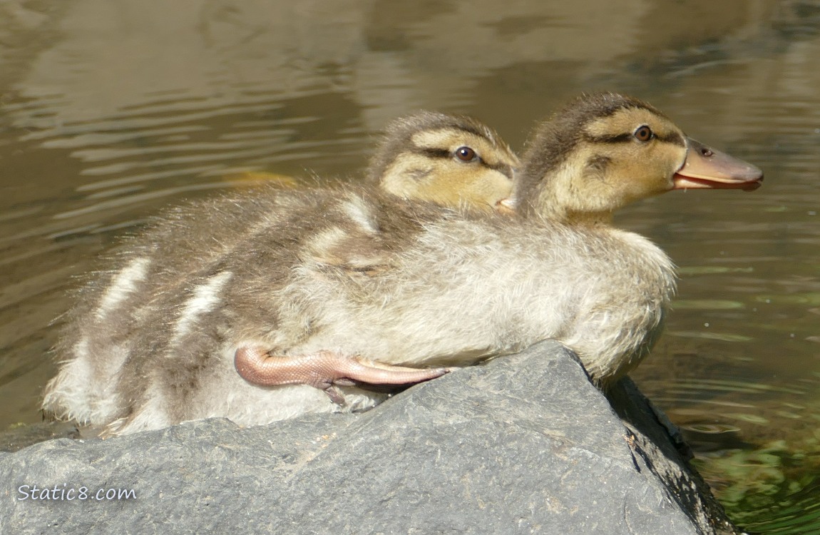 Two Ducklings sitting on a rock in the water