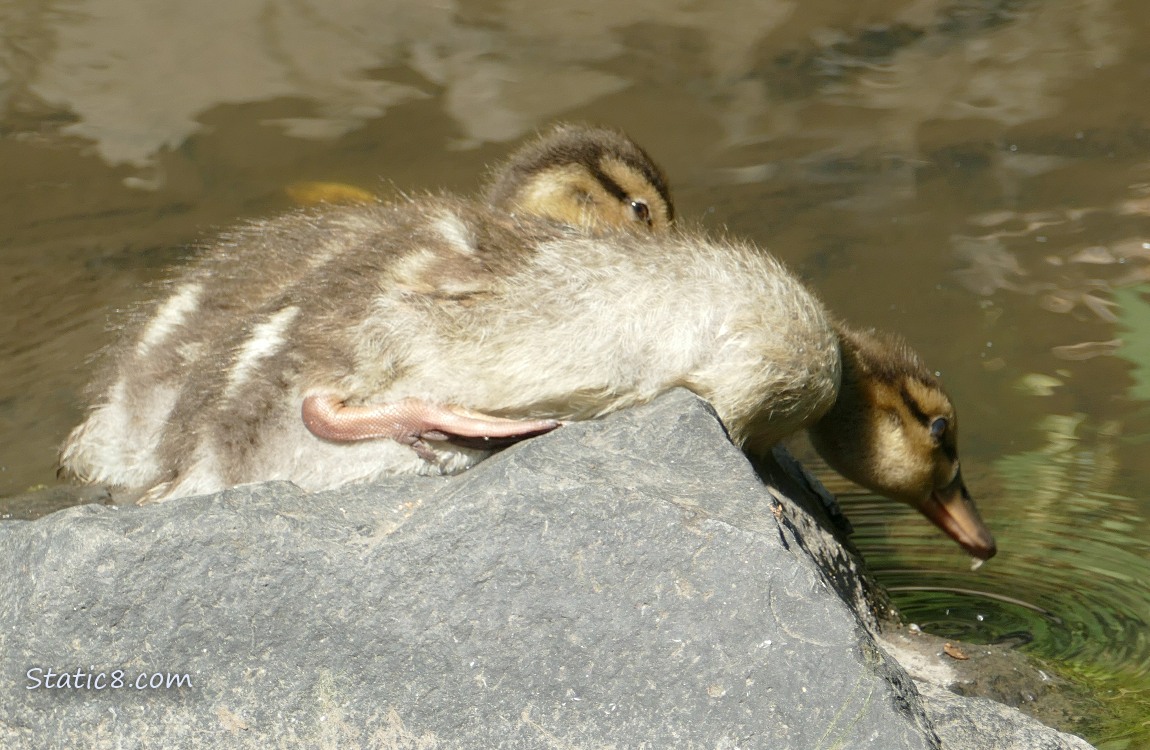 Duckings sitting on a rock in the water, one is drinking