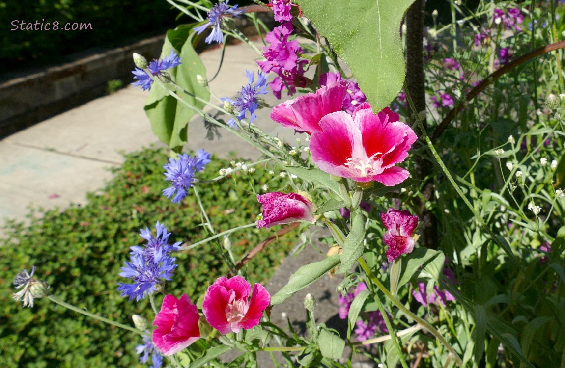 Flowers