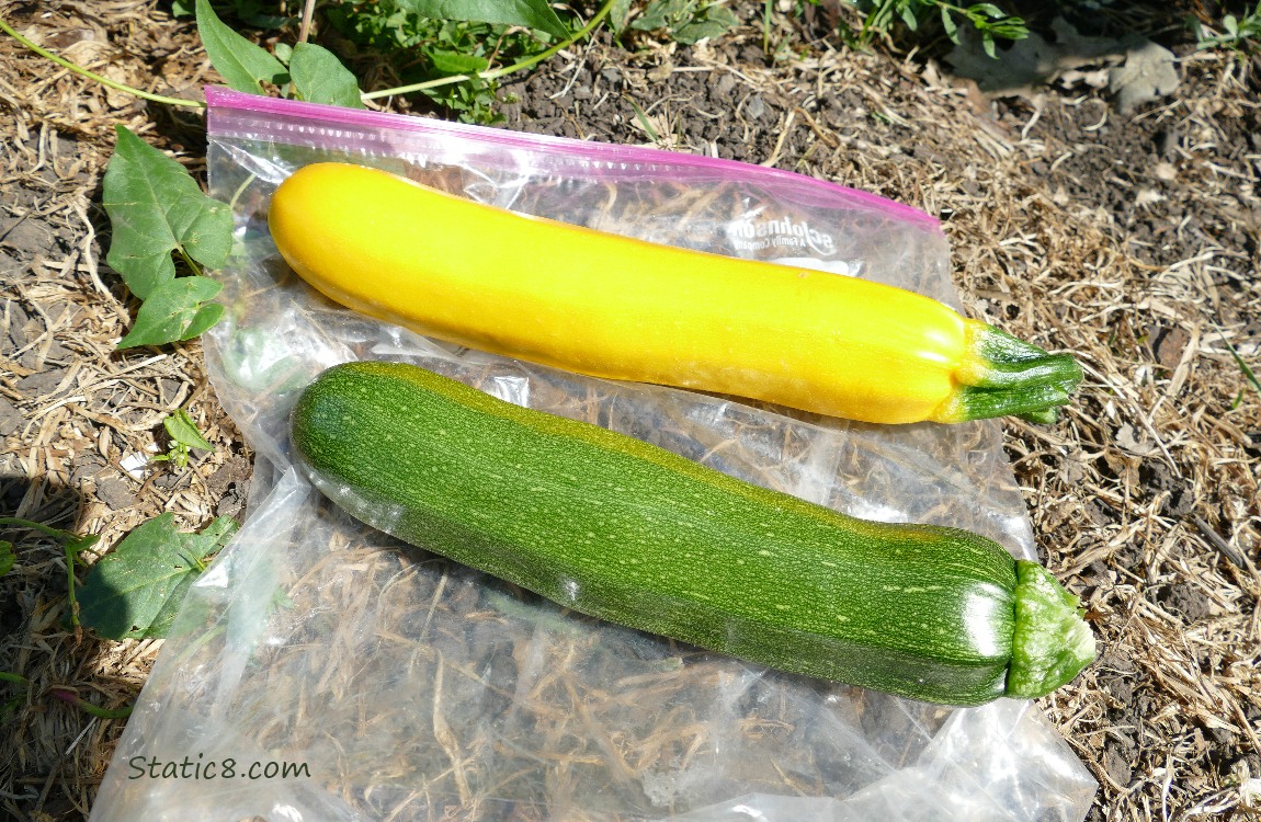 Two harvested zucchinis, lying on a ziplock on the ground