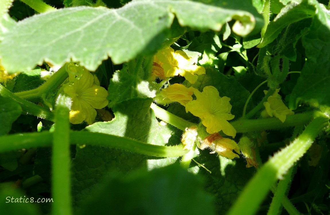 Cucumber blooms under the leaves