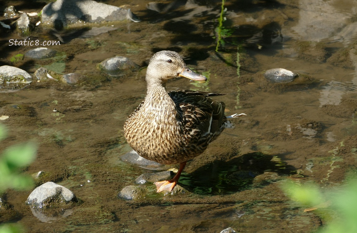 Mama Mallard standing on one foot on a rock in the shallow water