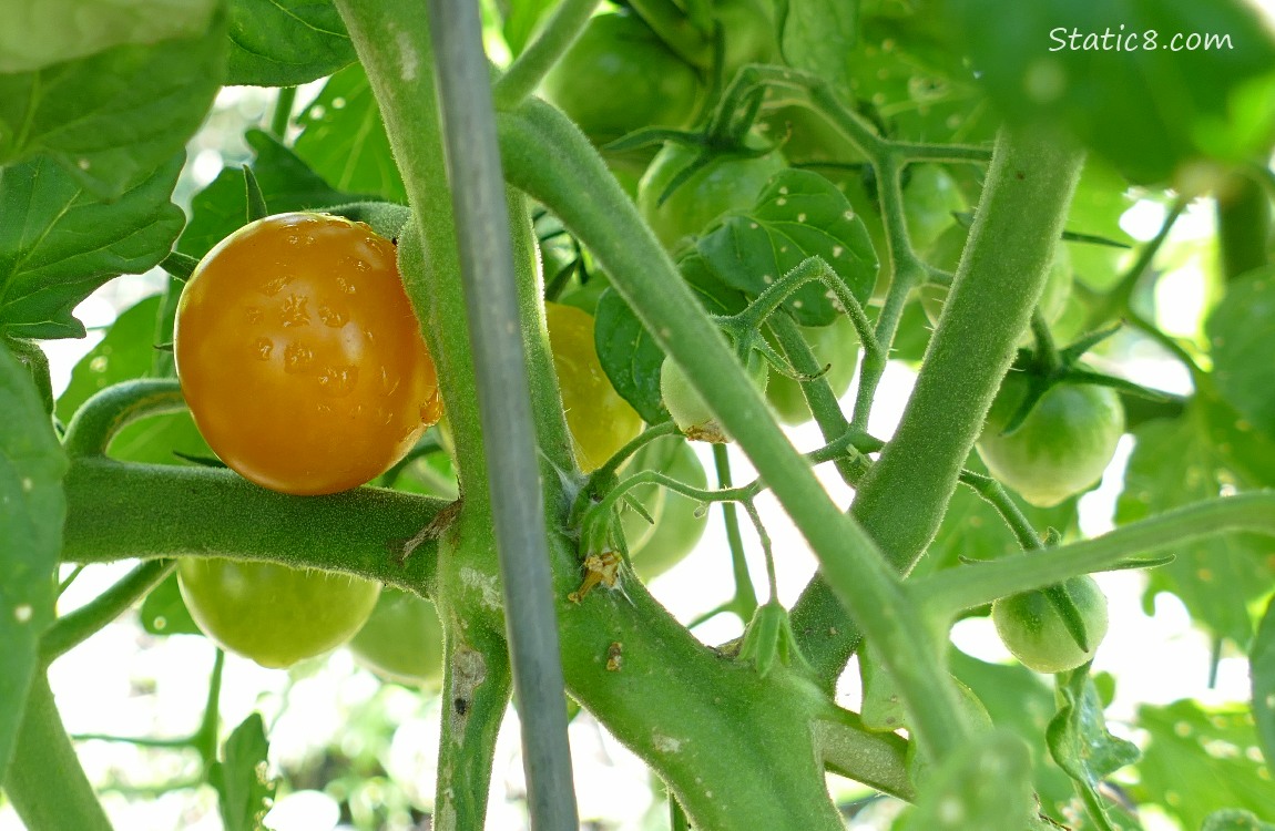 Cherry tomatoes ripening on the vine