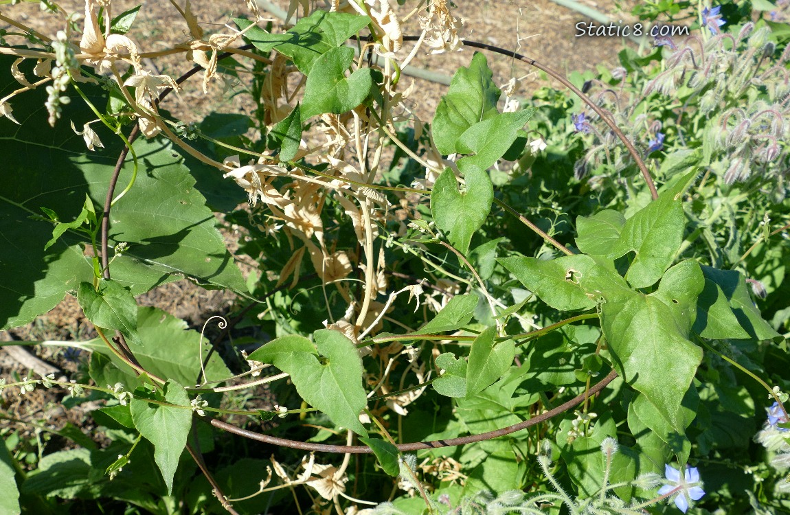 Black Bindweed climbing up a tomato cage