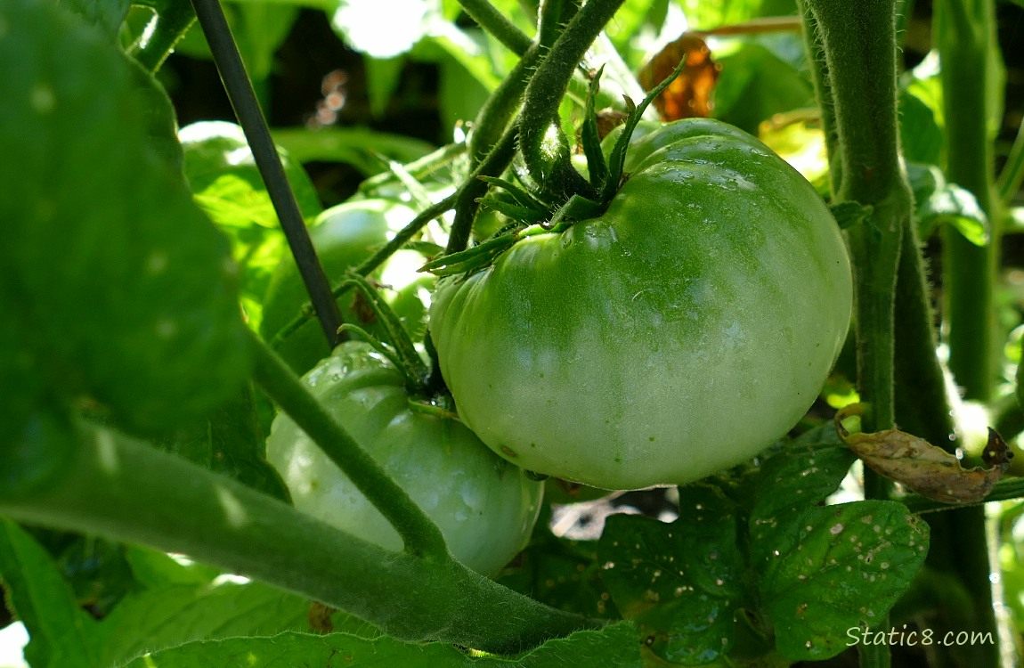 Green tomatoes growing on the vine