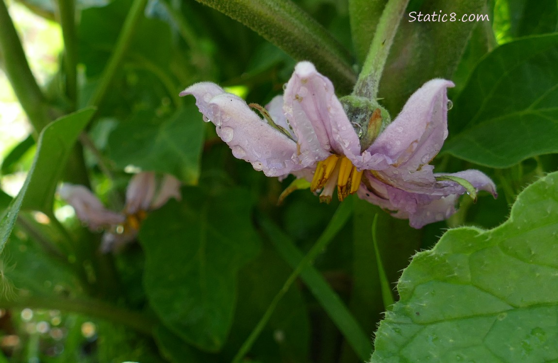 Eggplant blooms