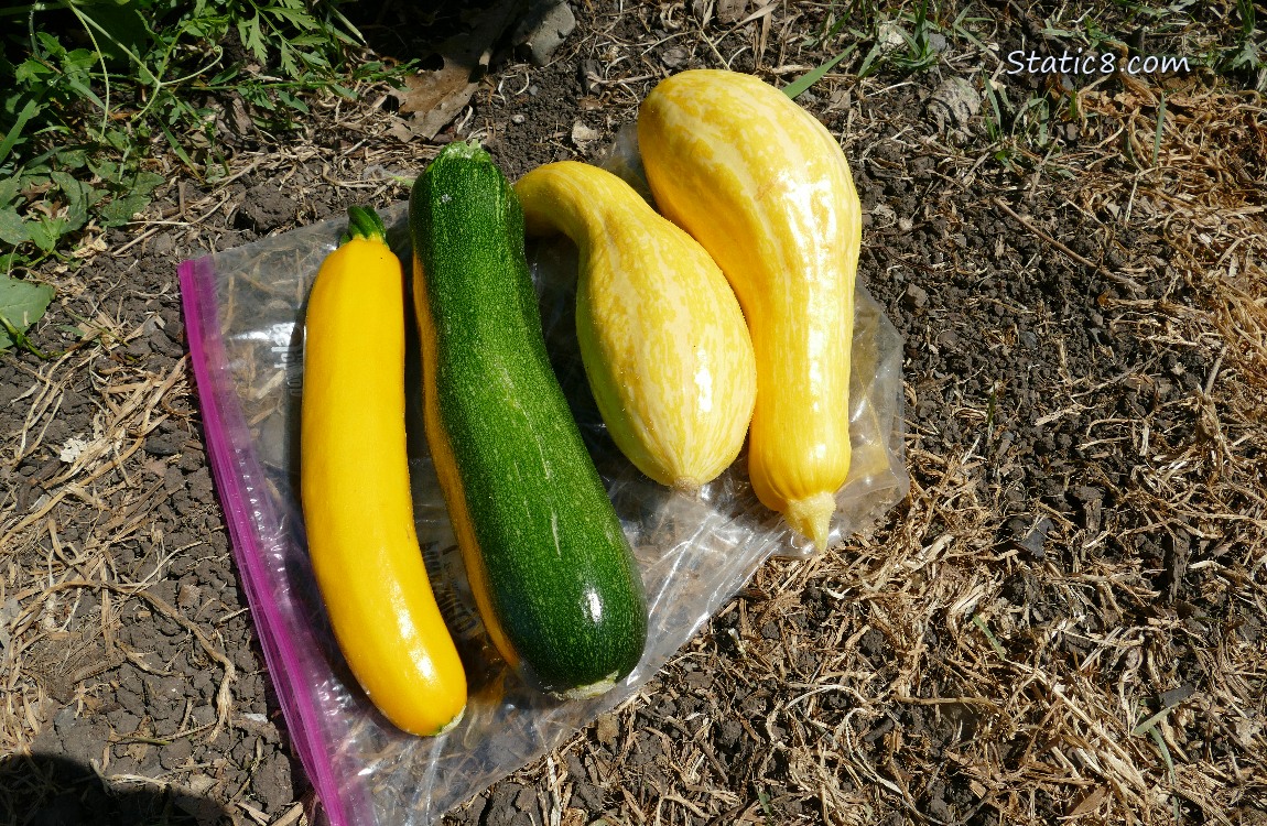 Squashes harvested and lying on a ziplock on the ground