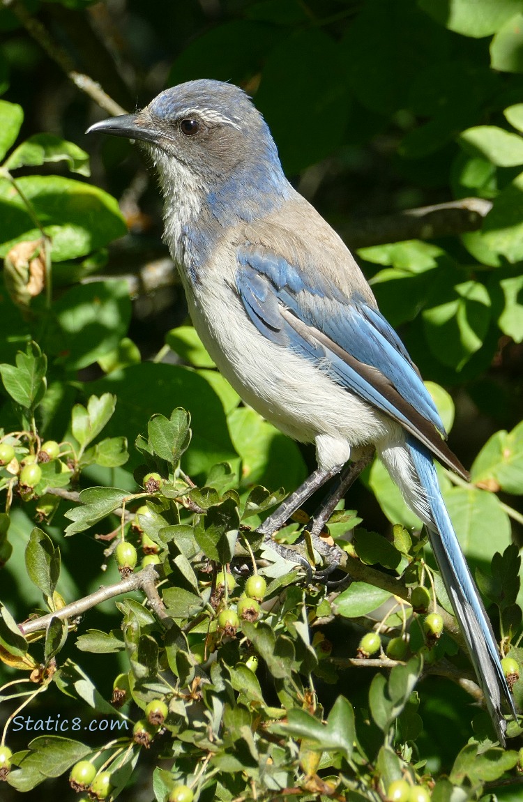 Scrub Jay standing in a tree