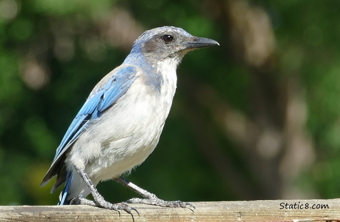 Scrub Jay standing on a wood fence