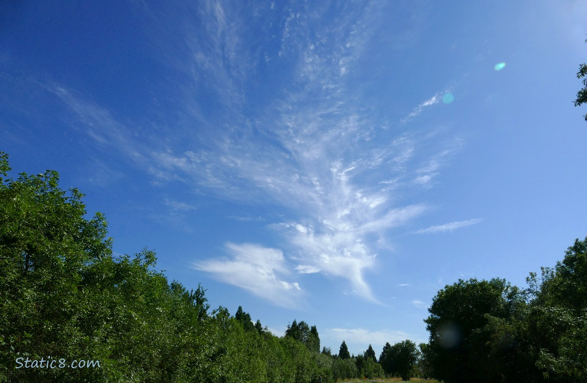 Cirrus clouds in the sky over trees