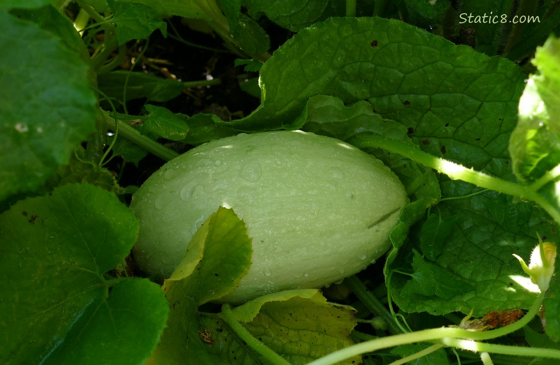 Spaghetti Squash growing on the vine